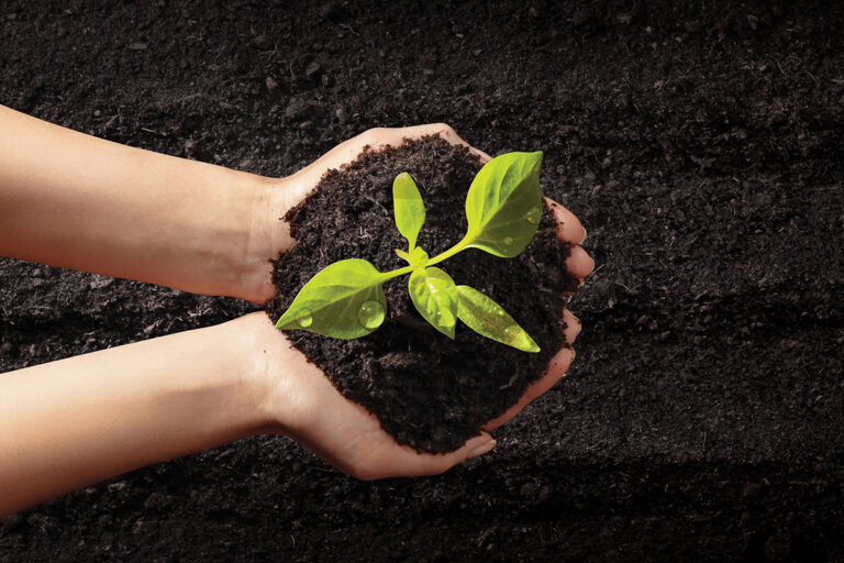 open palms holding a lump of soil and budding plant